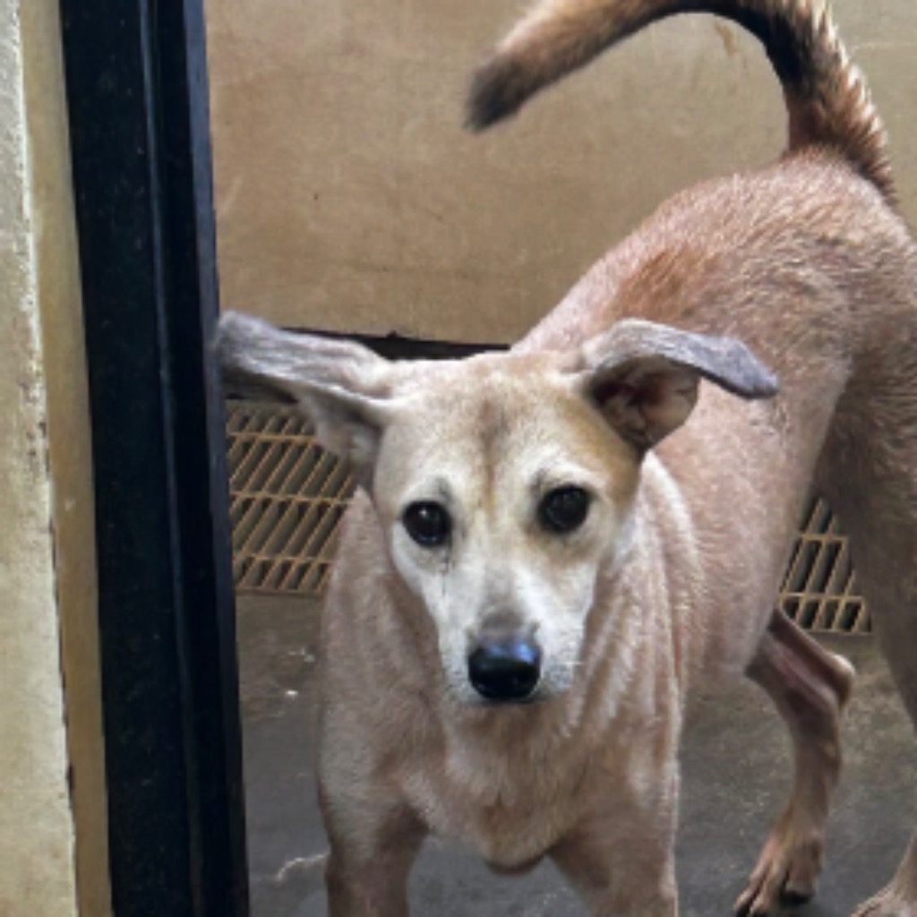 澎湖縣已領養狗 混種犬