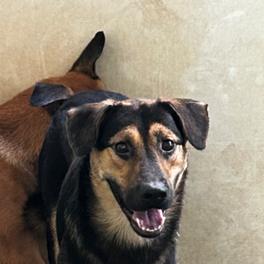 澎湖縣已領養狗 混種犬