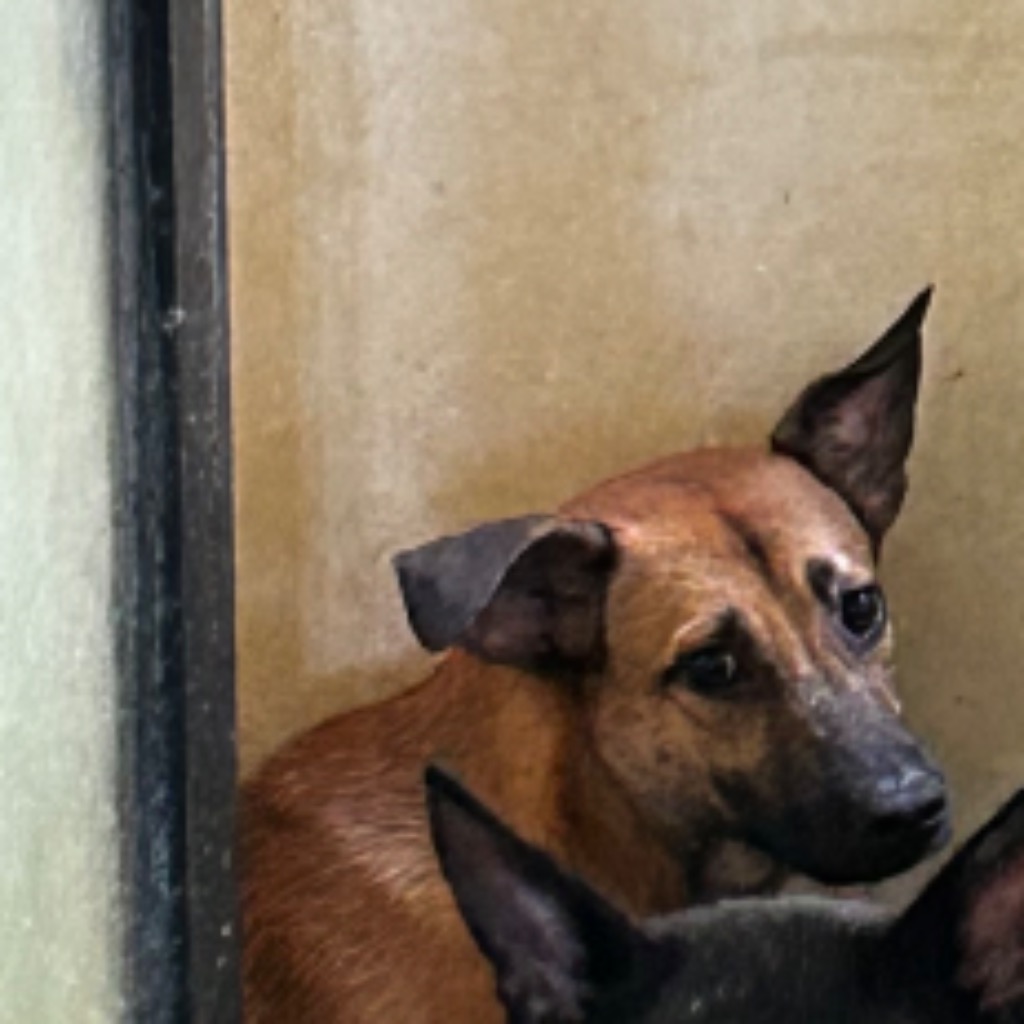 澎湖縣已領養狗 混種犬