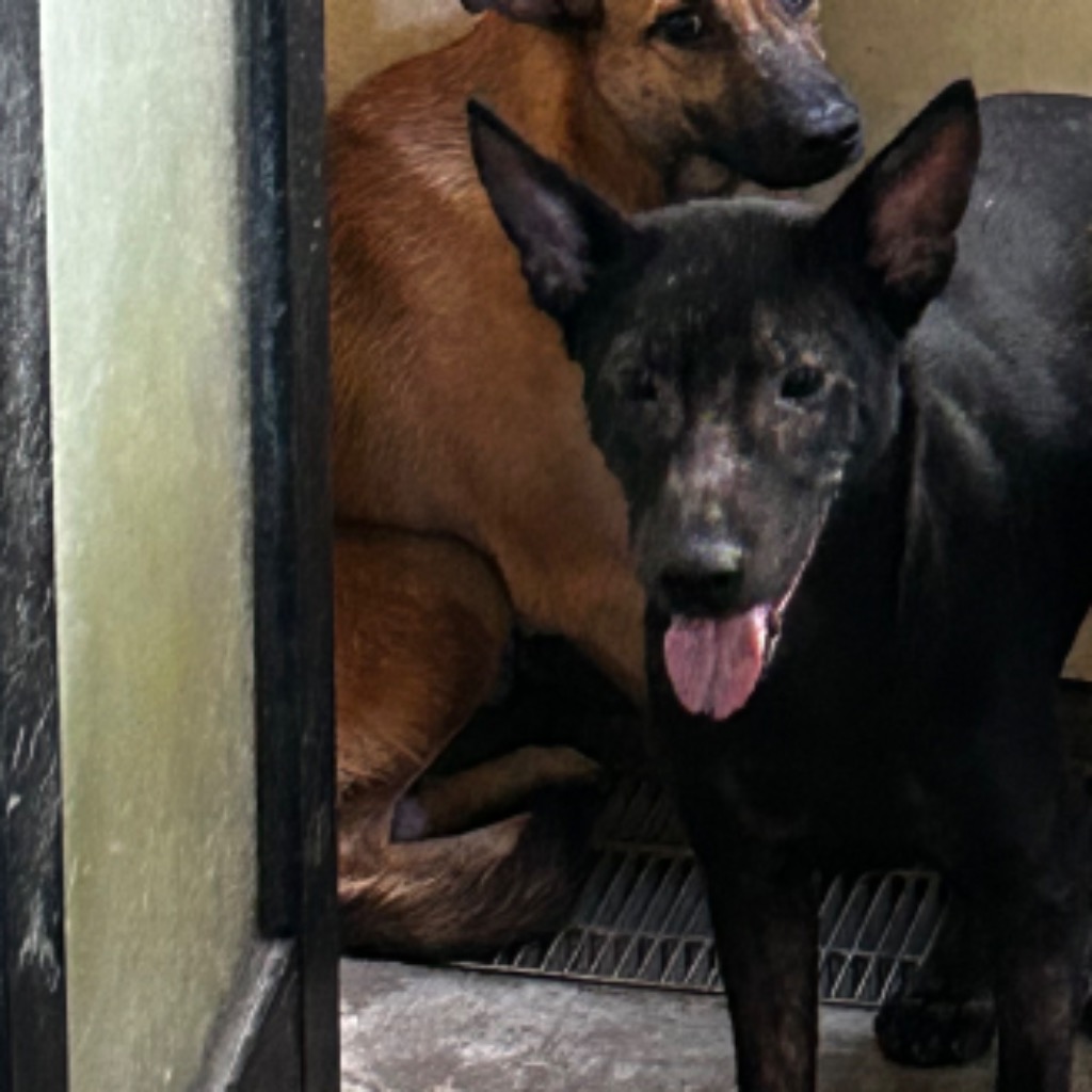 澎湖縣已領養狗 混種犬