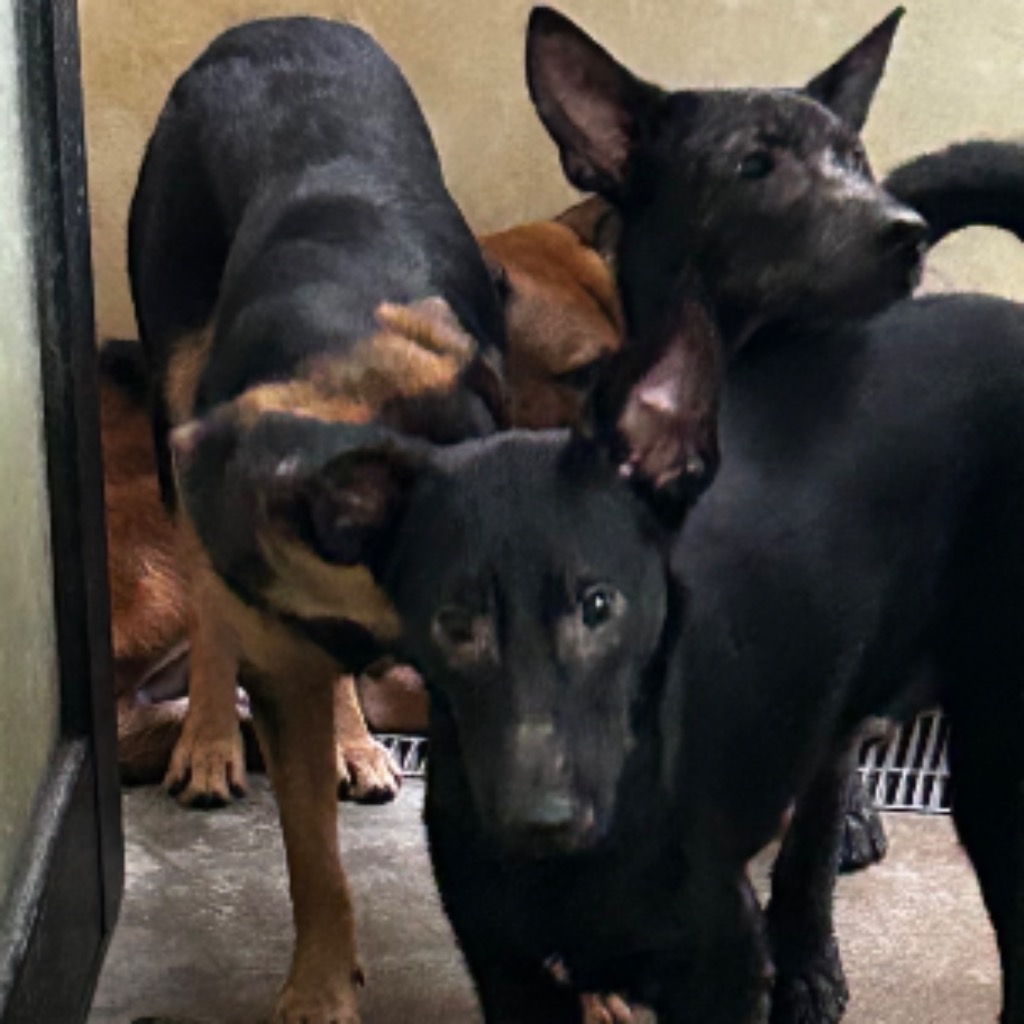 澎湖縣已領養狗 混種犬