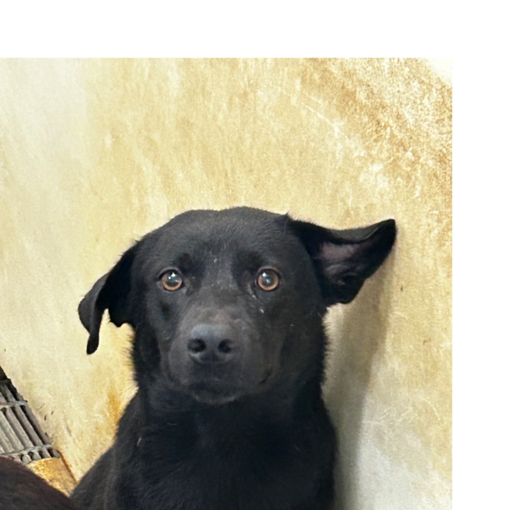 澎湖縣已領養狗 混種犬