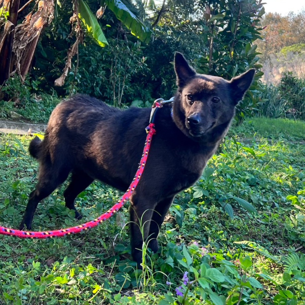 新北市已領養狗 混種犬