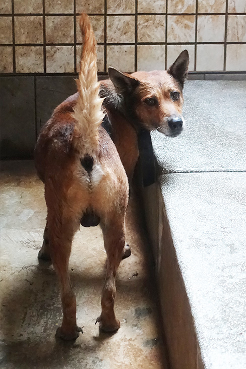 宜蘭縣已領養狗 混種犬