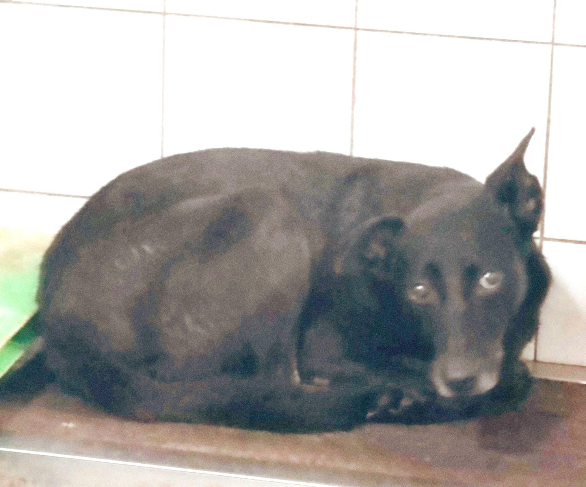 新北市已領養狗 混種犬