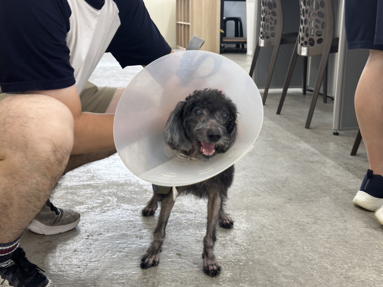台北市已領養狗 貴賓犬