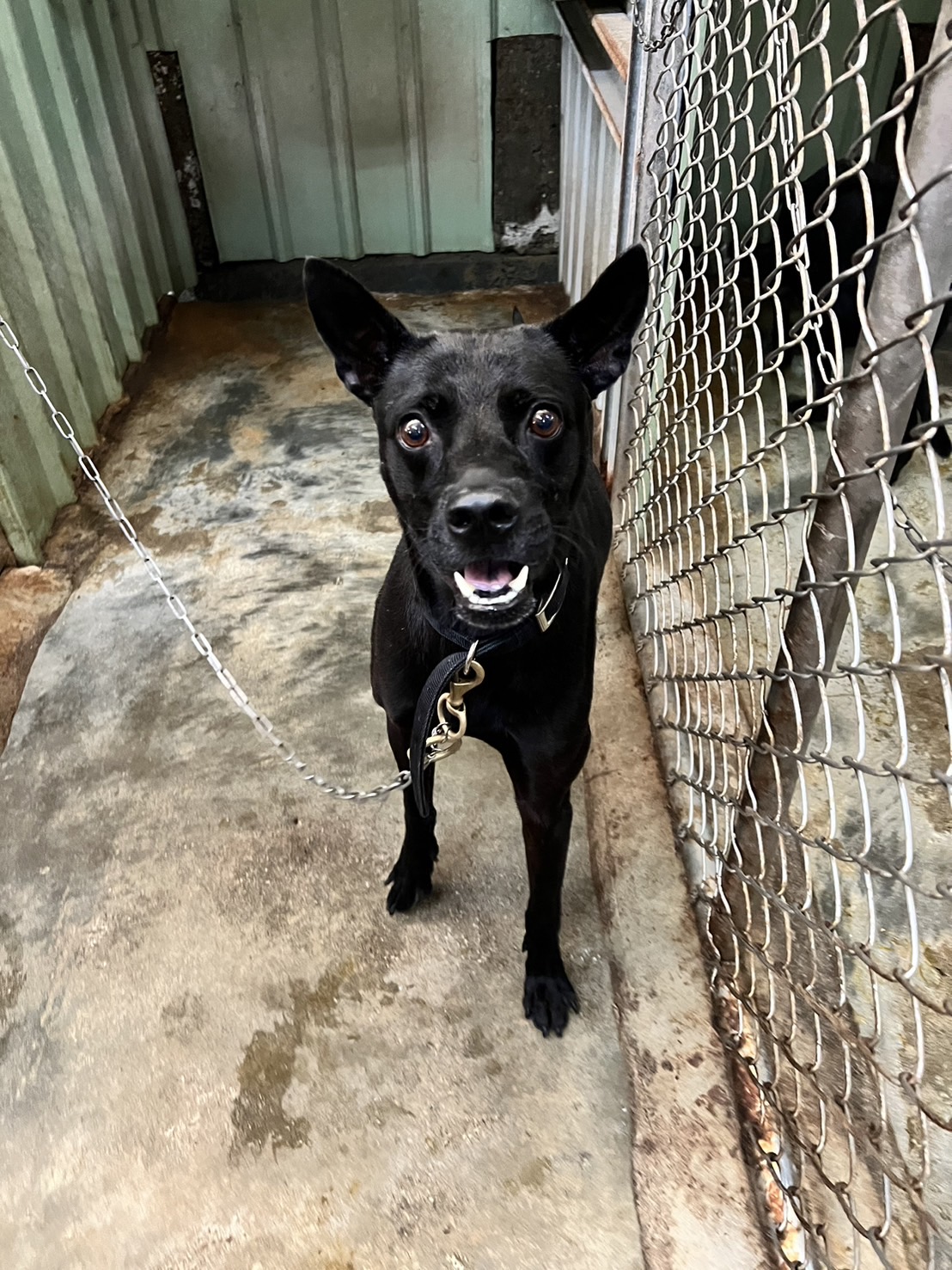 新北市已領養狗 混種犬