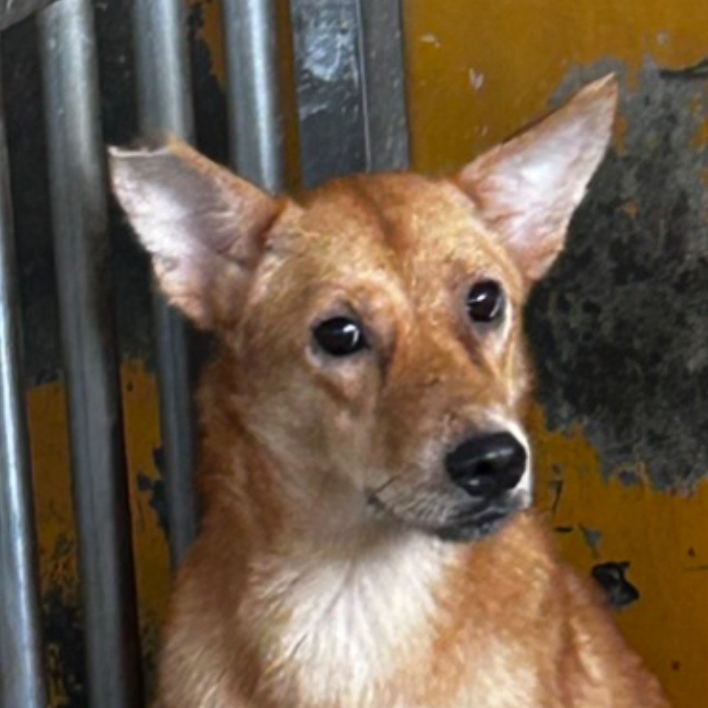 澎湖縣已領養狗 混種犬