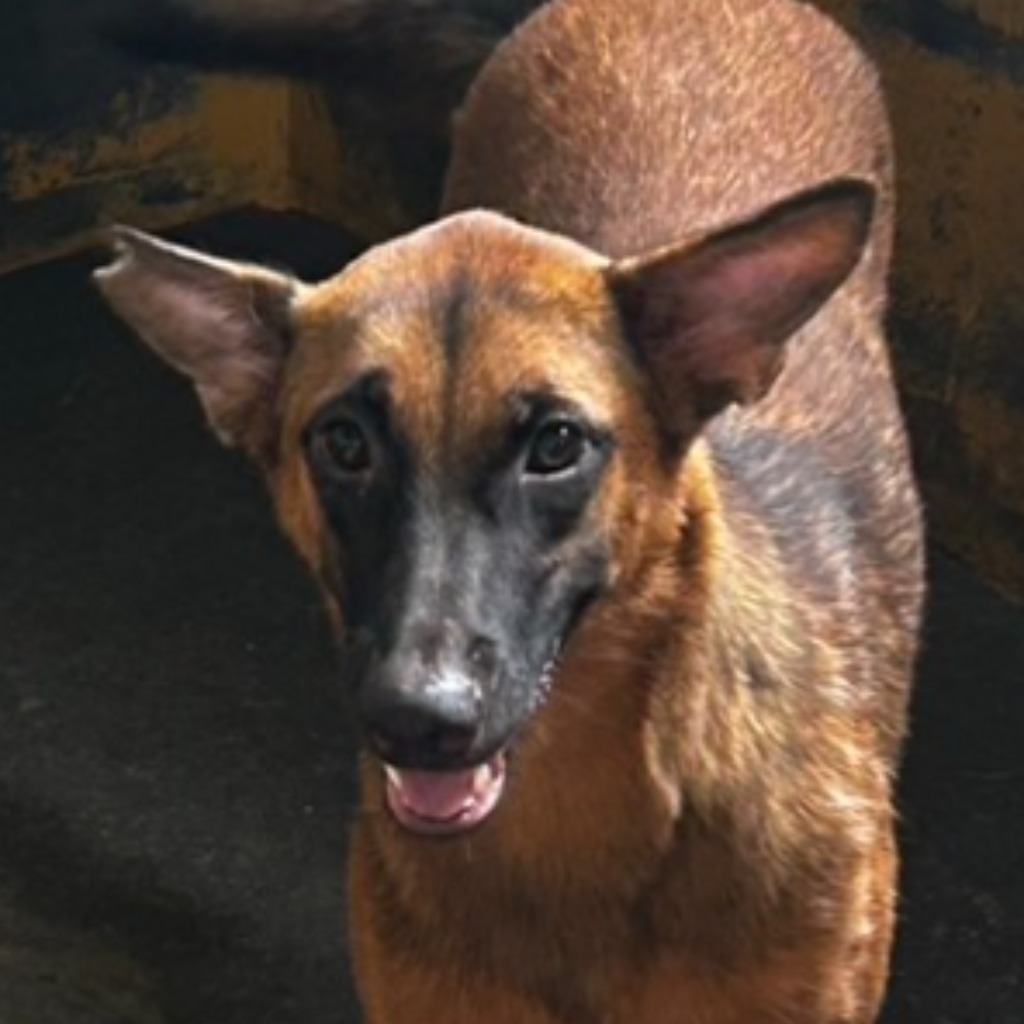 澎湖縣已領養狗 混種犬