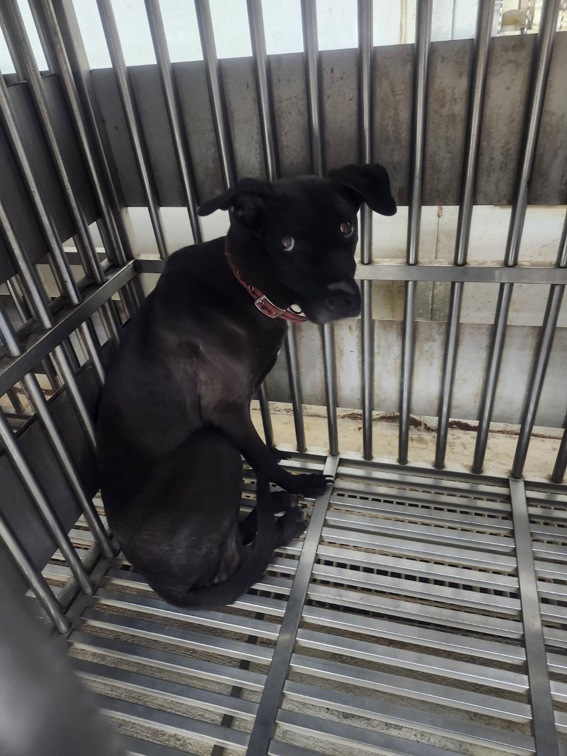 新北市已領養狗 混種犬