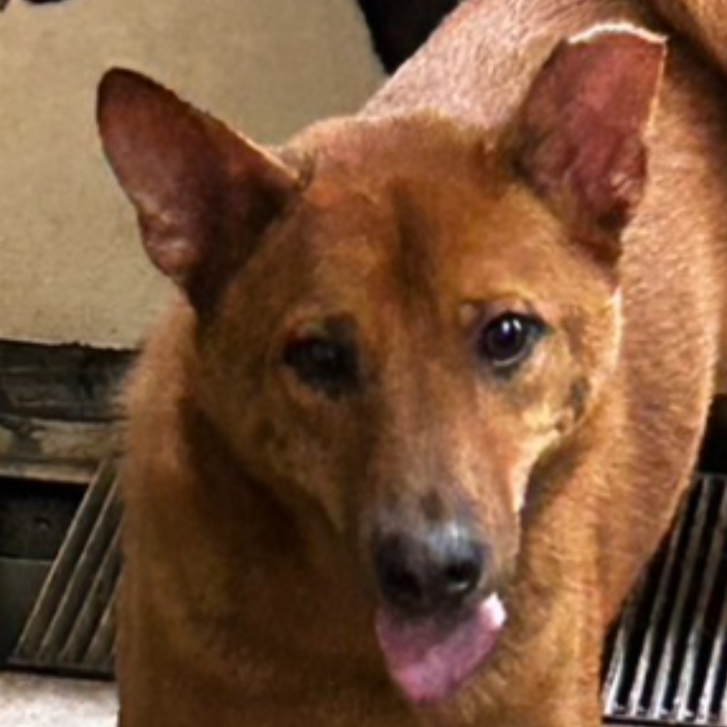 澎湖縣已領養狗 混種犬