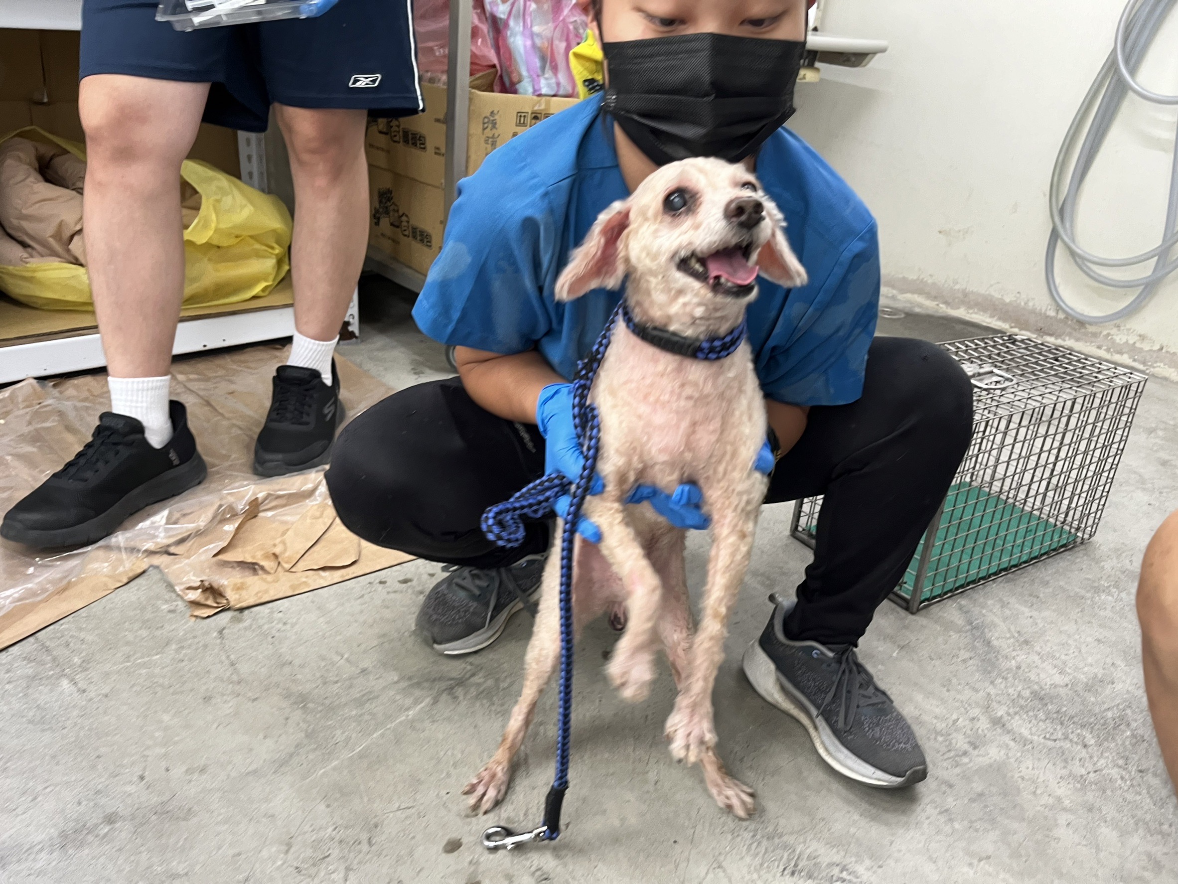 台北市已領養狗 貴賓犬
