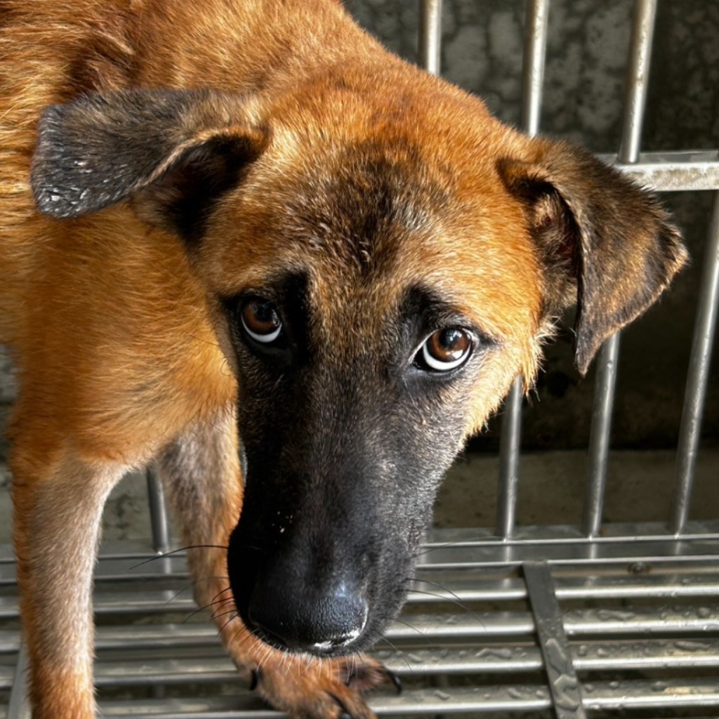 澎湖縣已領養狗 混種犬