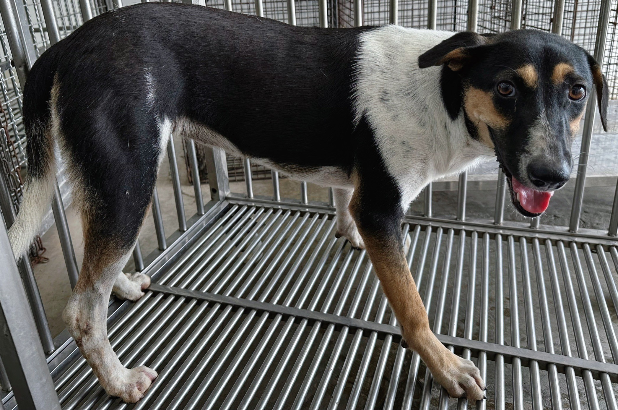 花蓮縣已領養狗 混種犬