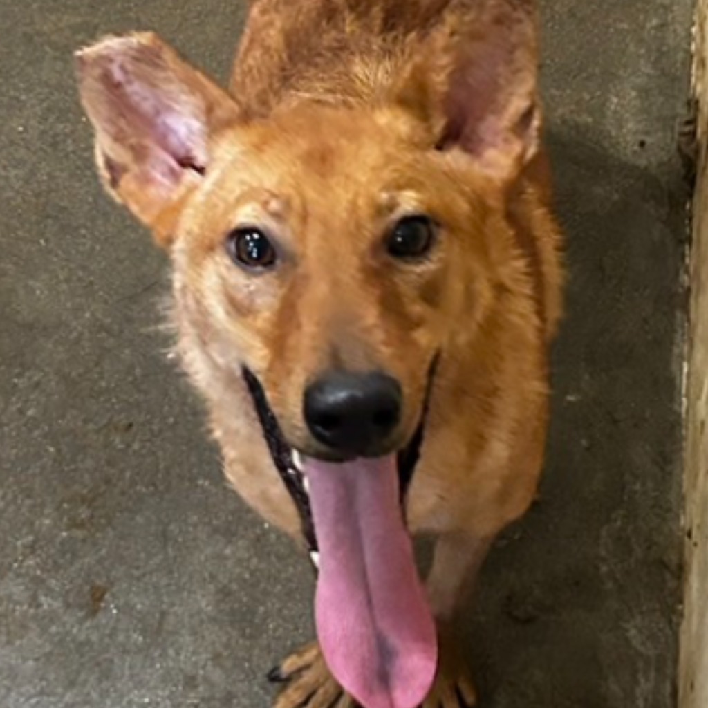 澎湖縣已領養狗 混種犬