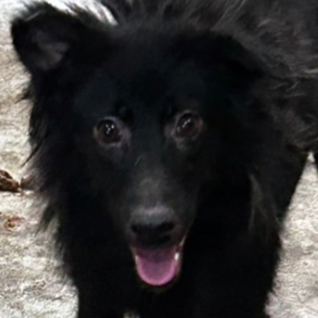澎湖縣已領養狗 混種犬