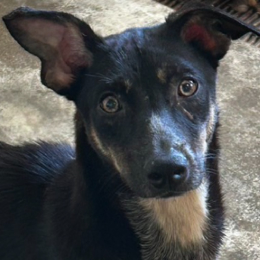 澎湖縣已領養狗 混種犬