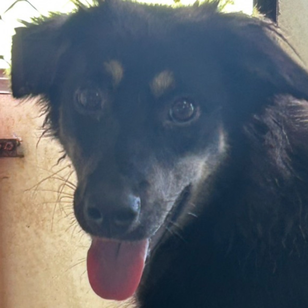 澎湖縣已領養狗 混種犬