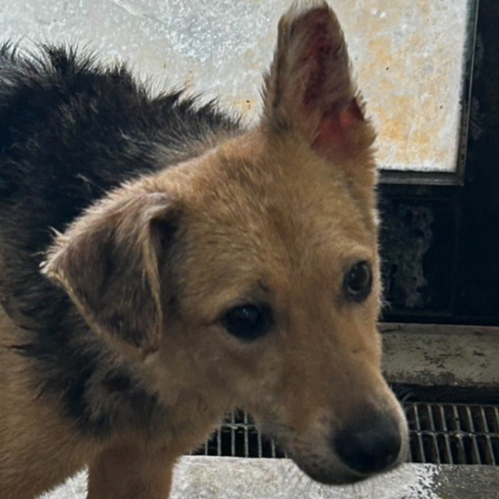 澎湖縣已領養狗 混種犬