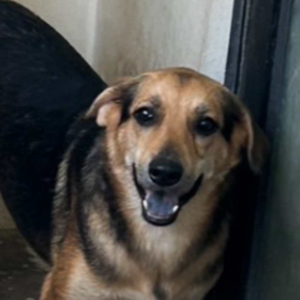 澎湖縣已領養狗 混種犬