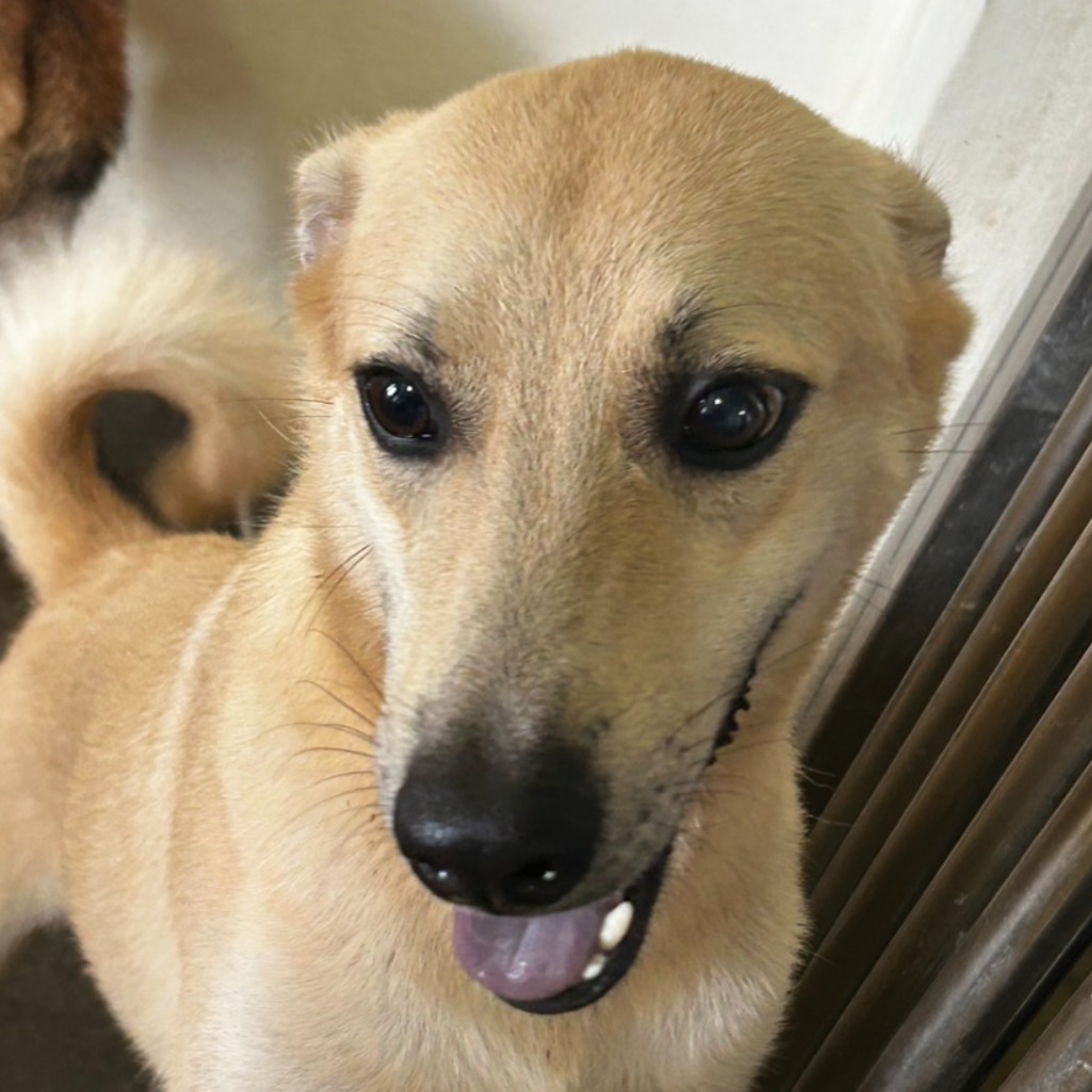 澎湖縣已領養狗 混種犬