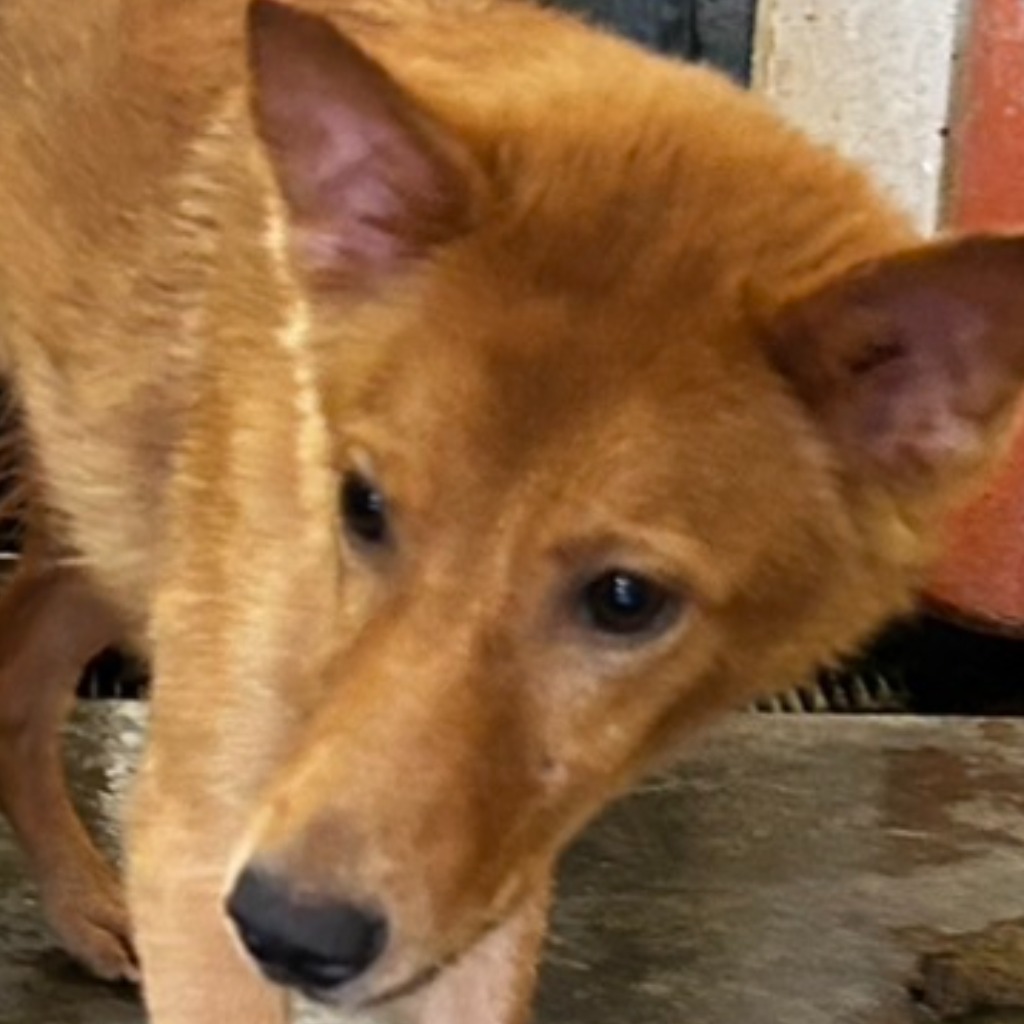 澎湖縣已領養狗 混種犬