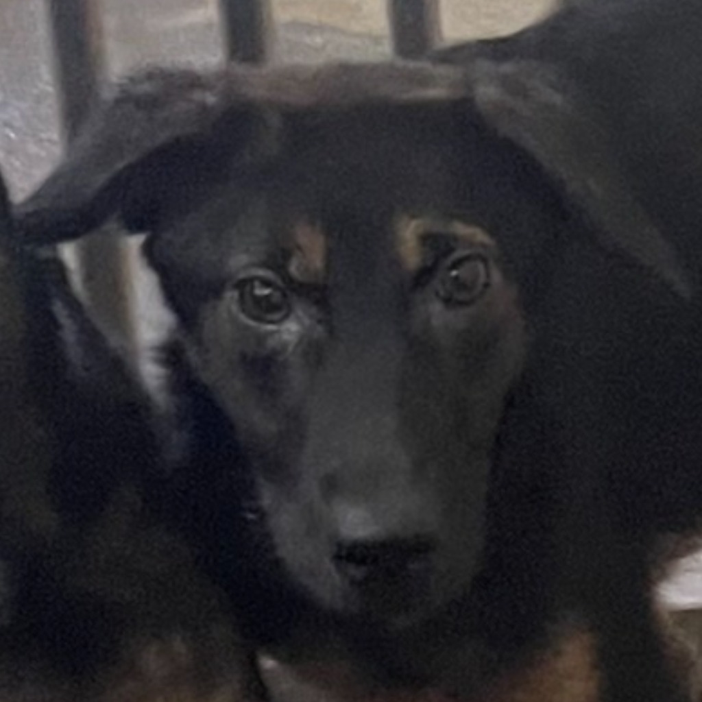澎湖縣已領養狗 混種犬