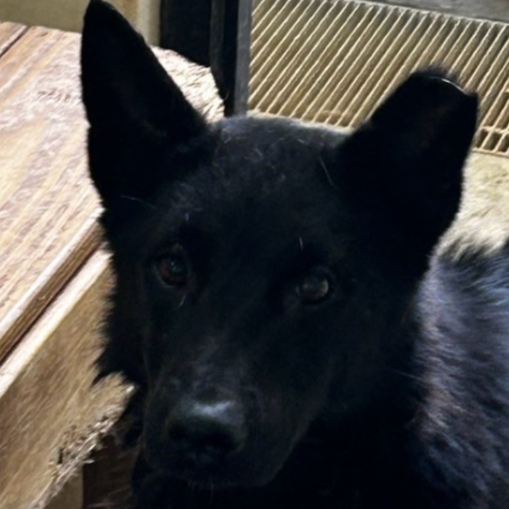 澎湖縣已領養狗 混種犬