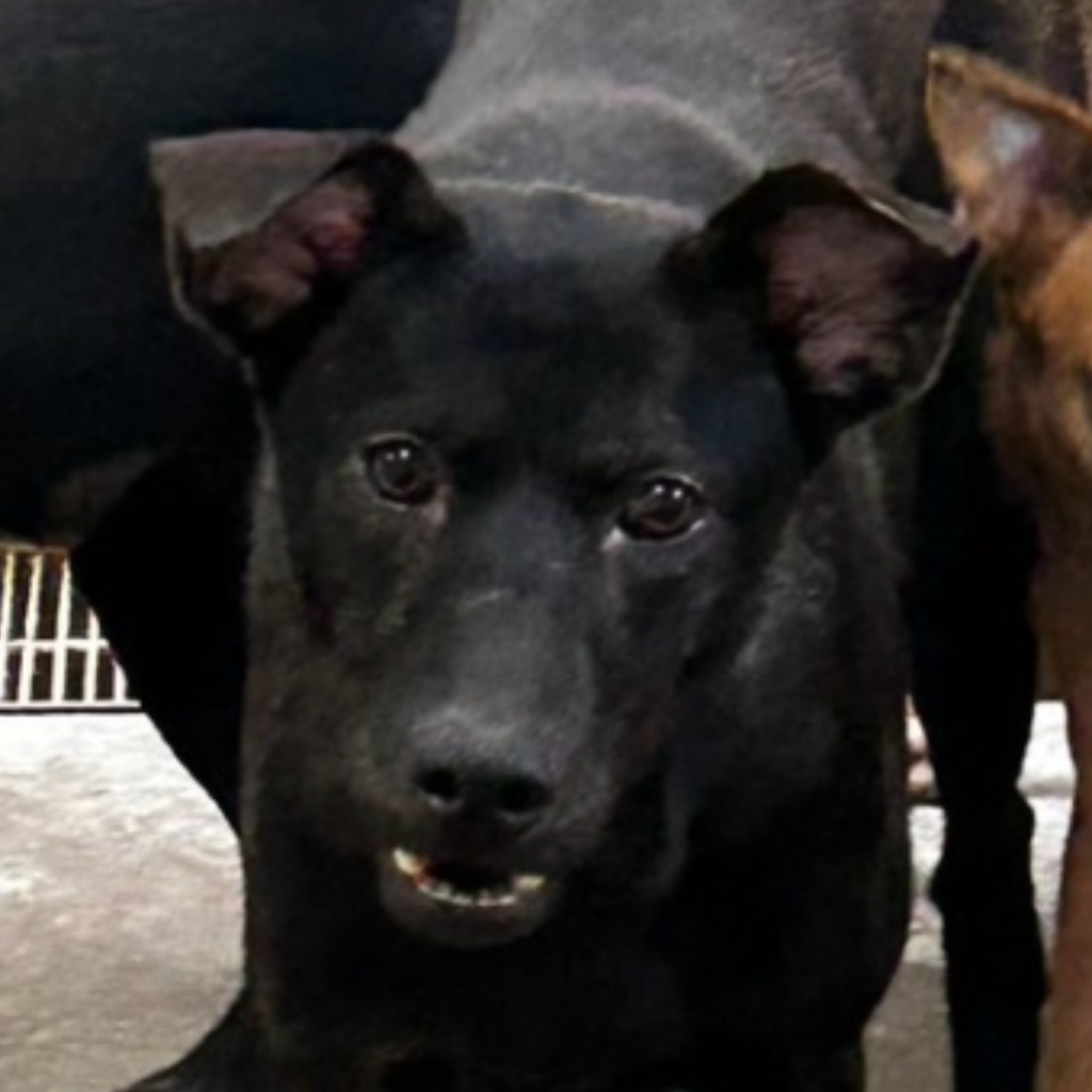 澎湖縣已領養狗 混種犬