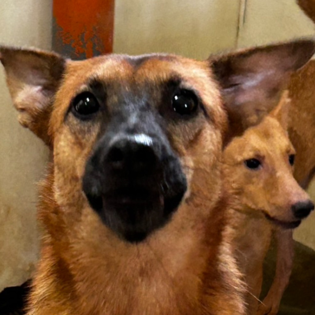 澎湖縣已領養狗 混種犬