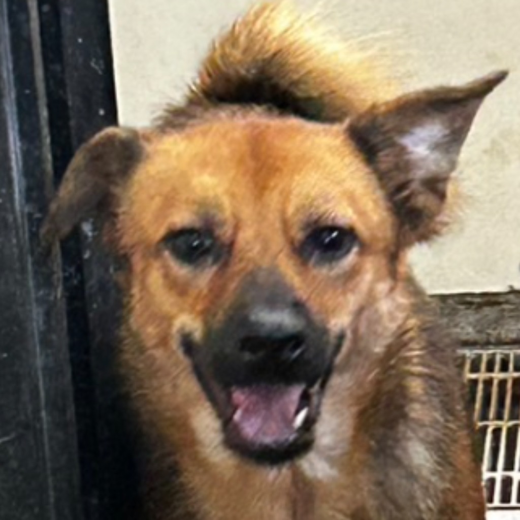 澎湖縣已領養狗 混種犬