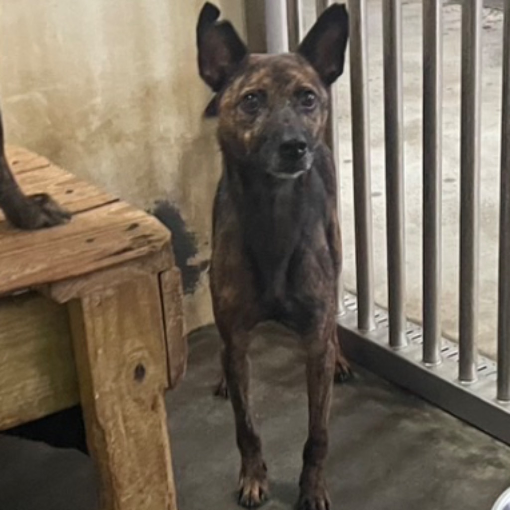 澎湖縣已領養狗 混種犬