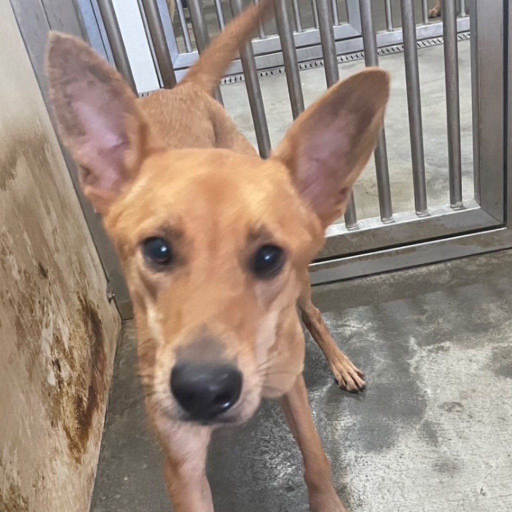 澎湖縣已領養狗 混種犬