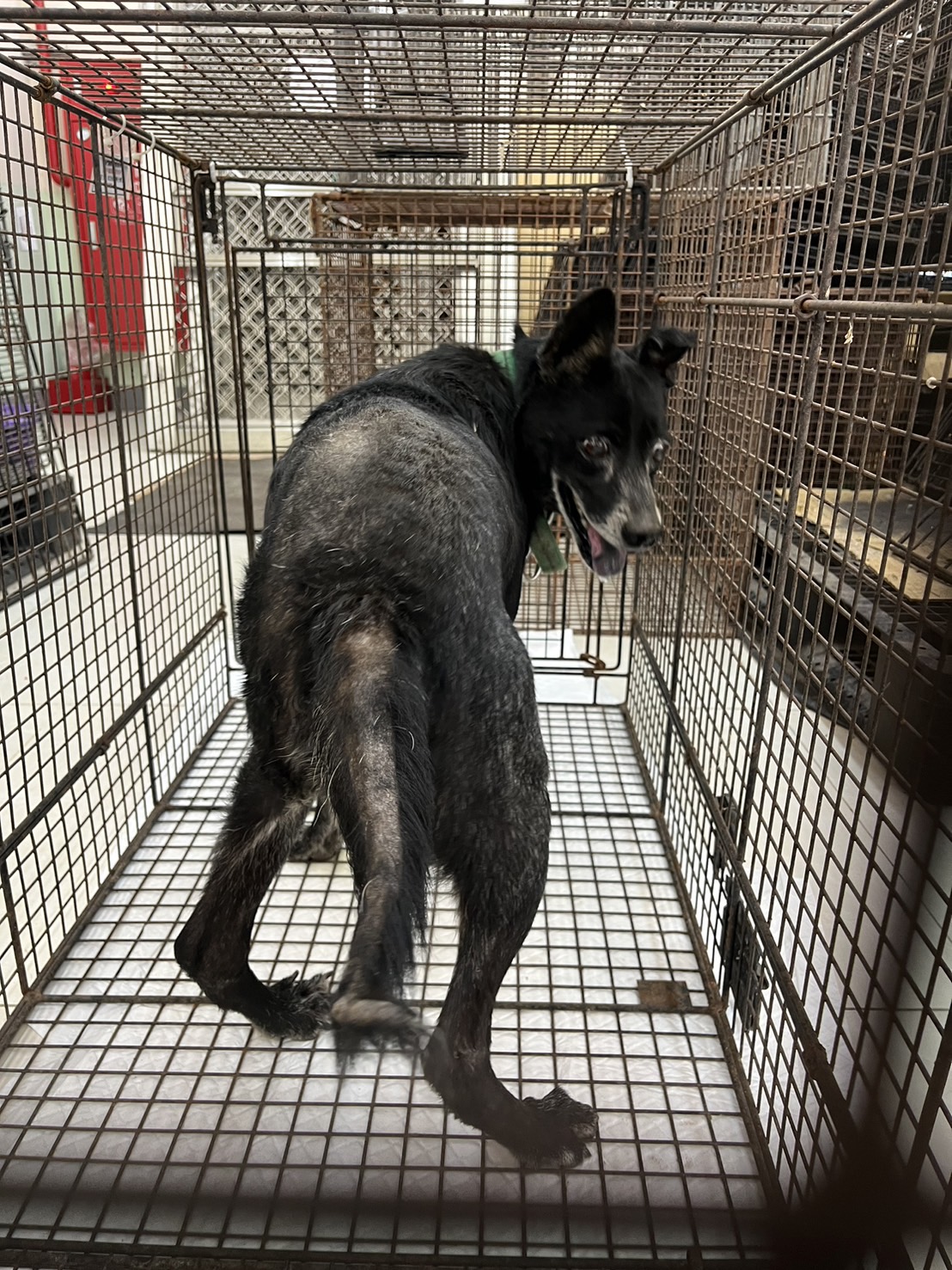 金門縣已領養狗 混種犬