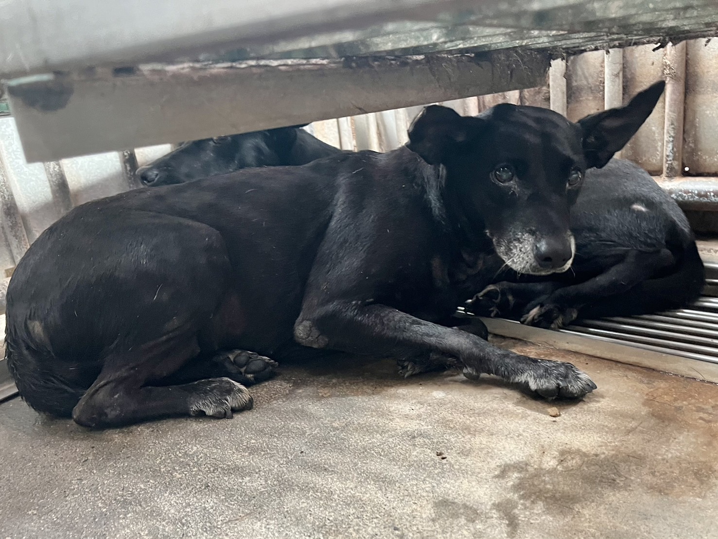 彰化縣已領養狗 混種犬
