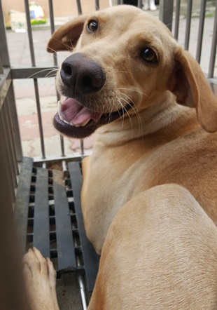 台中市已領養狗 混種犬