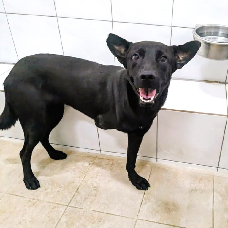 新竹縣已領養狗 混種犬
