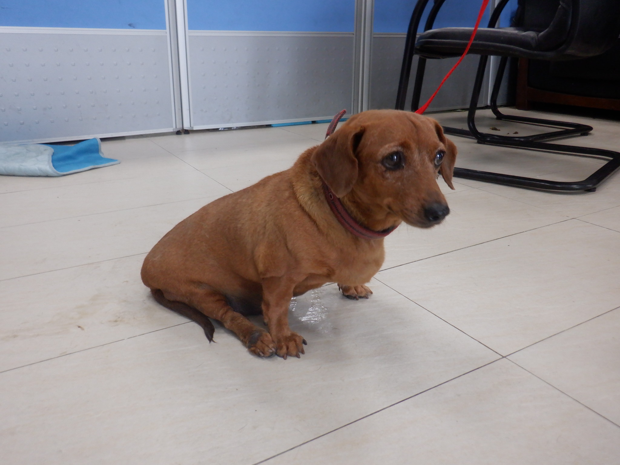 南投縣已領養狗 臘腸犬