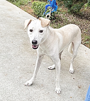 台中市已領養狗 混種犬