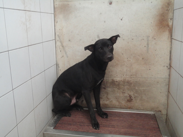 新北市已領養狗 混種犬