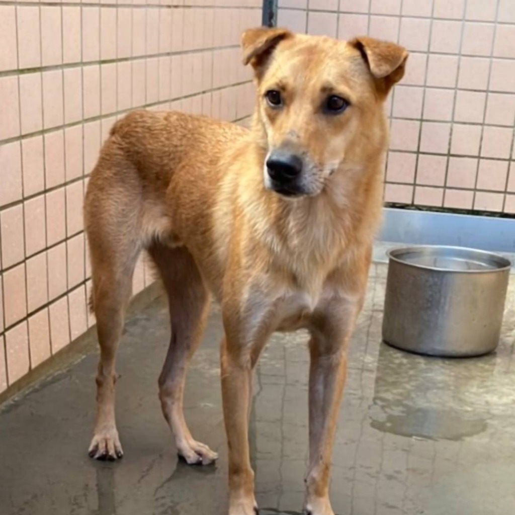 新北市已領養狗 混種犬