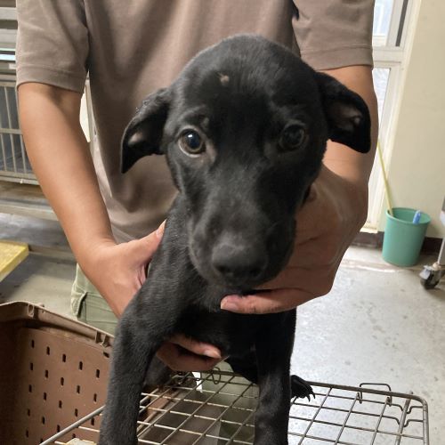 桃園市已領養狗 混種犬