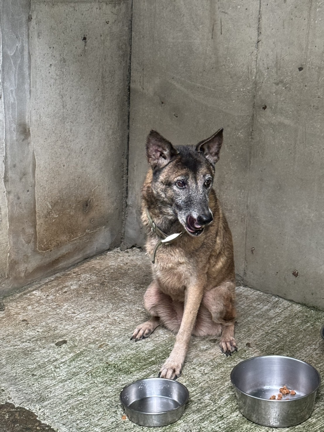 新北市已領養狗 混種犬