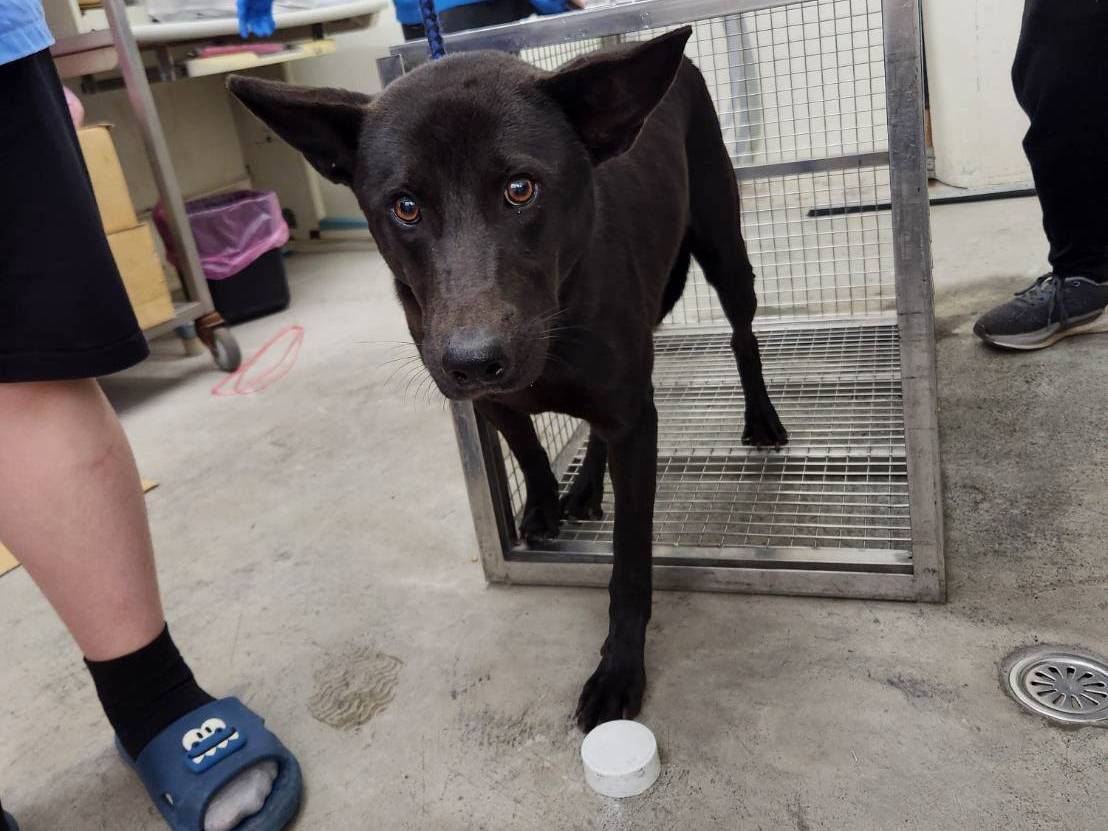 台北市已領養狗 混種犬