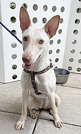 台中市已領養狗 混種犬