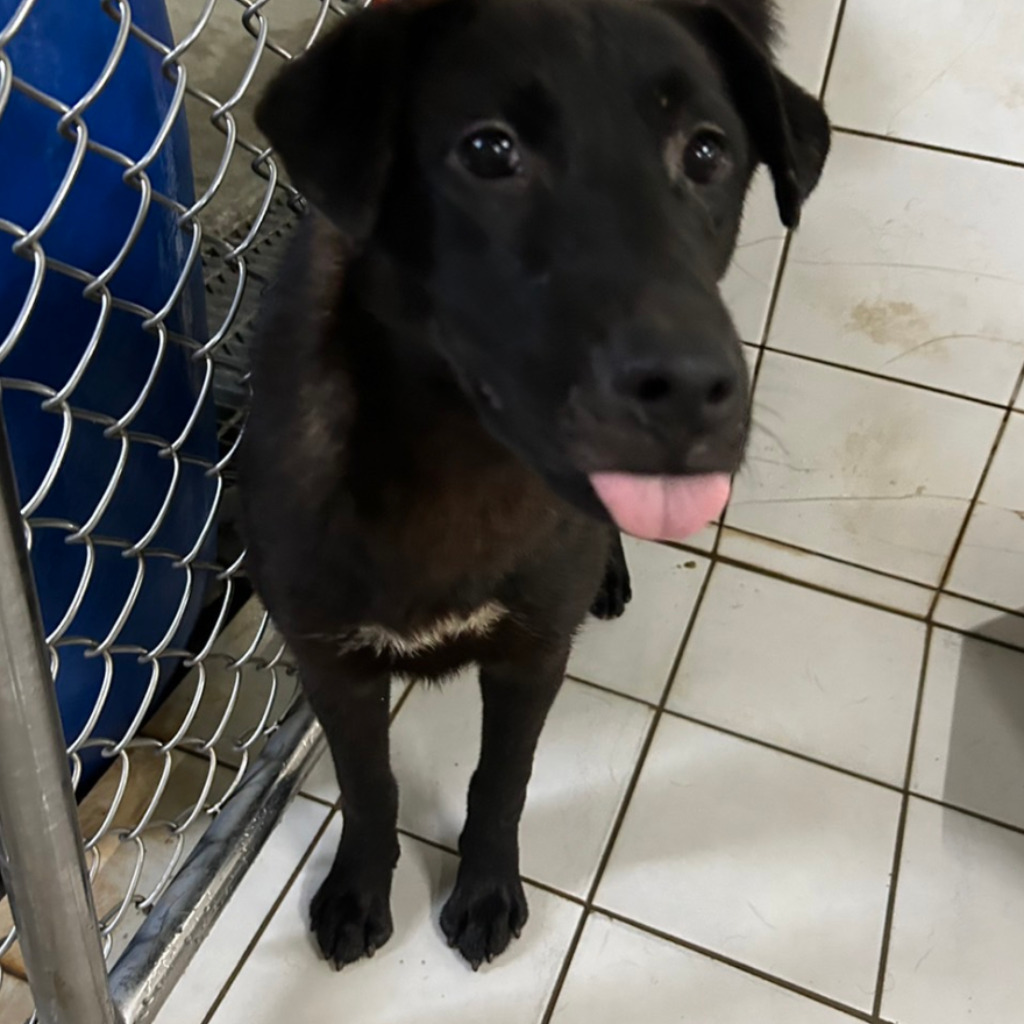 新北市已領養狗 混種犬