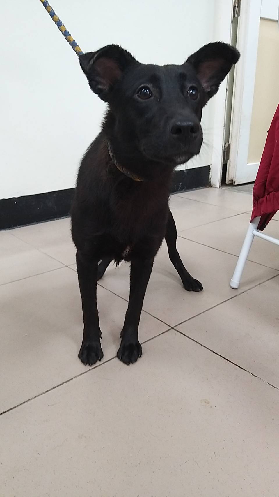 新北市已領養狗 混種犬