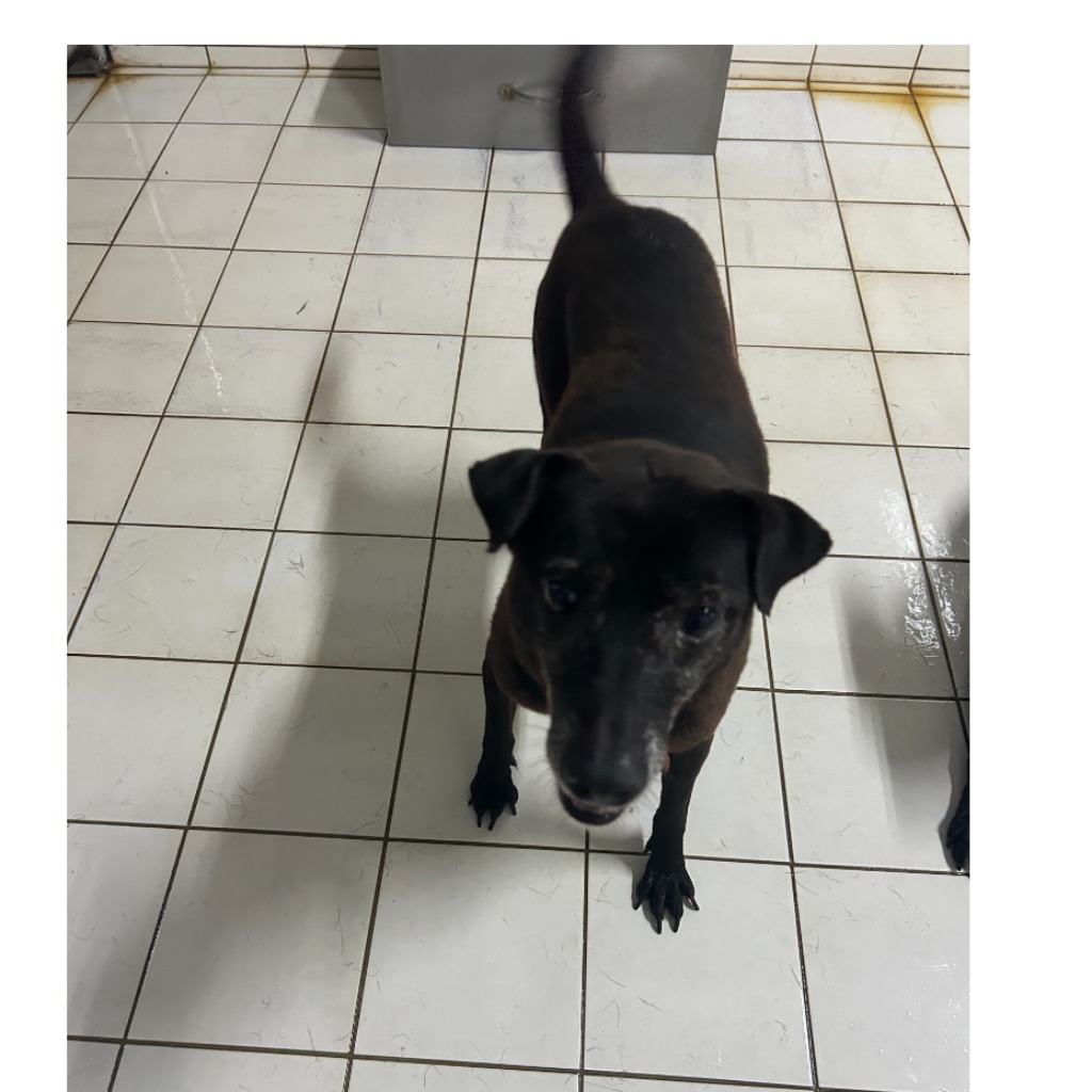 新北市已領養狗 混種犬