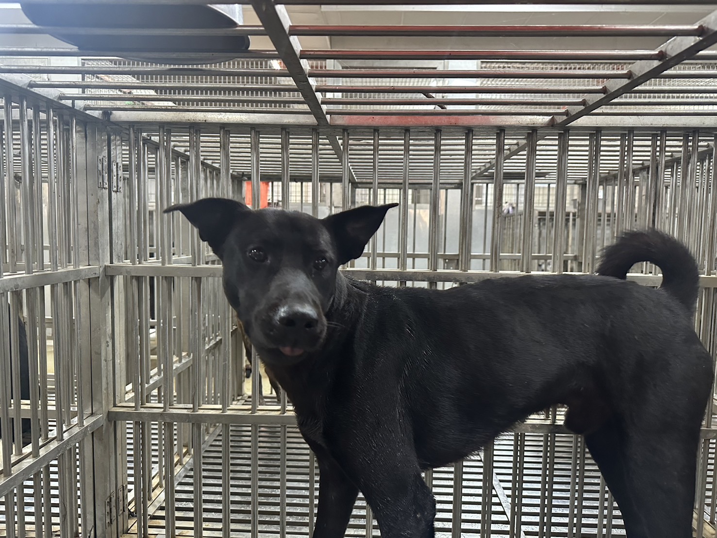 桃園市已領養狗 混種犬