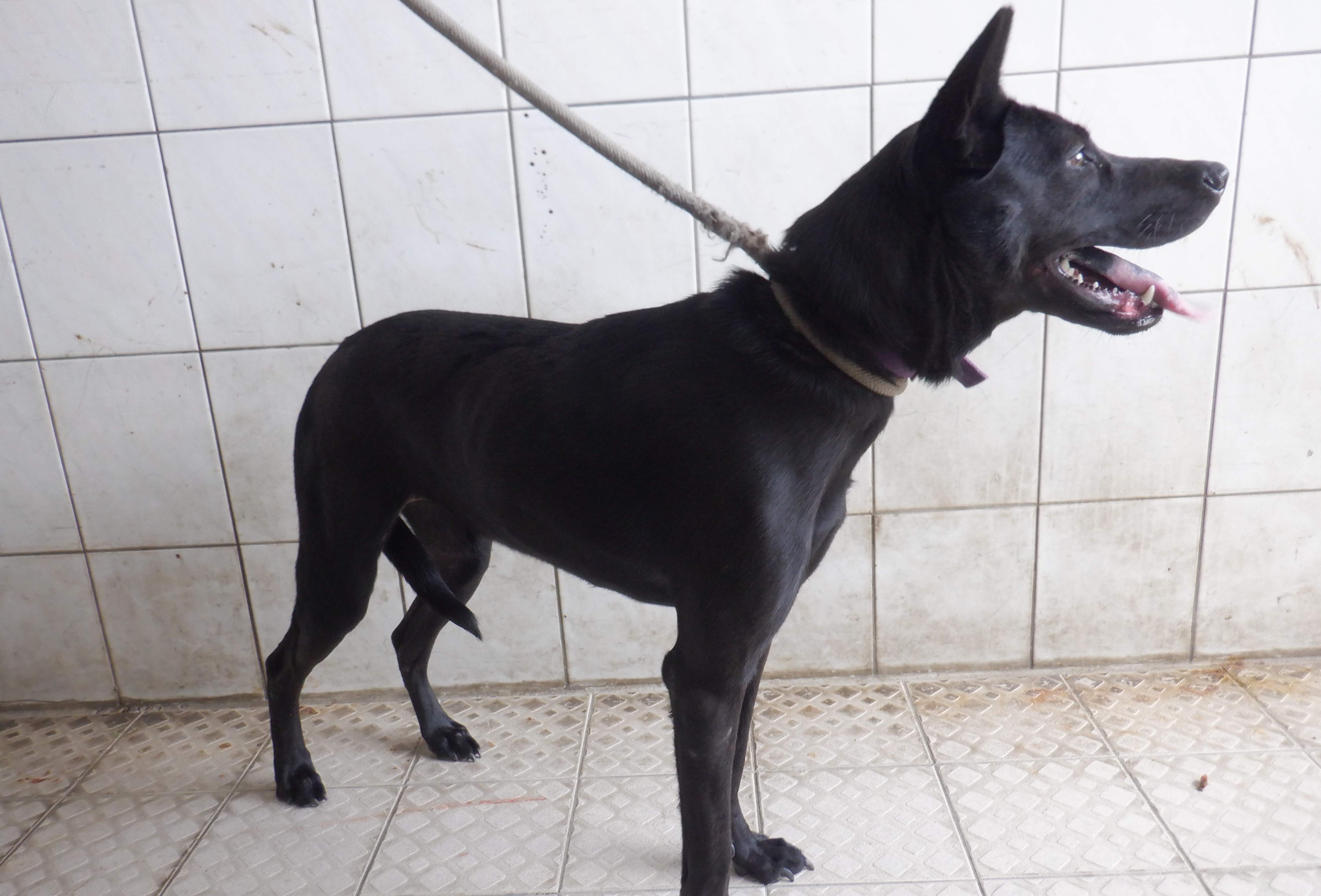 南投縣待認養狗 混種犬